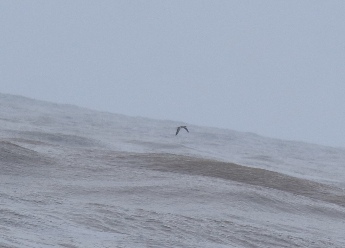 Zanga maskaraduna - ML644690091