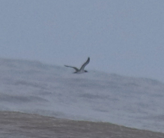 Zanga maskaraduna - ML644690092