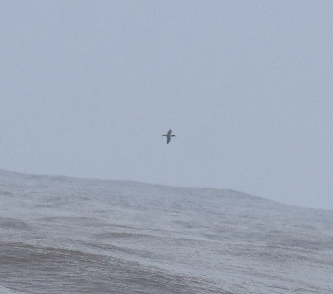 Zanga maskaraduna - ML644690093