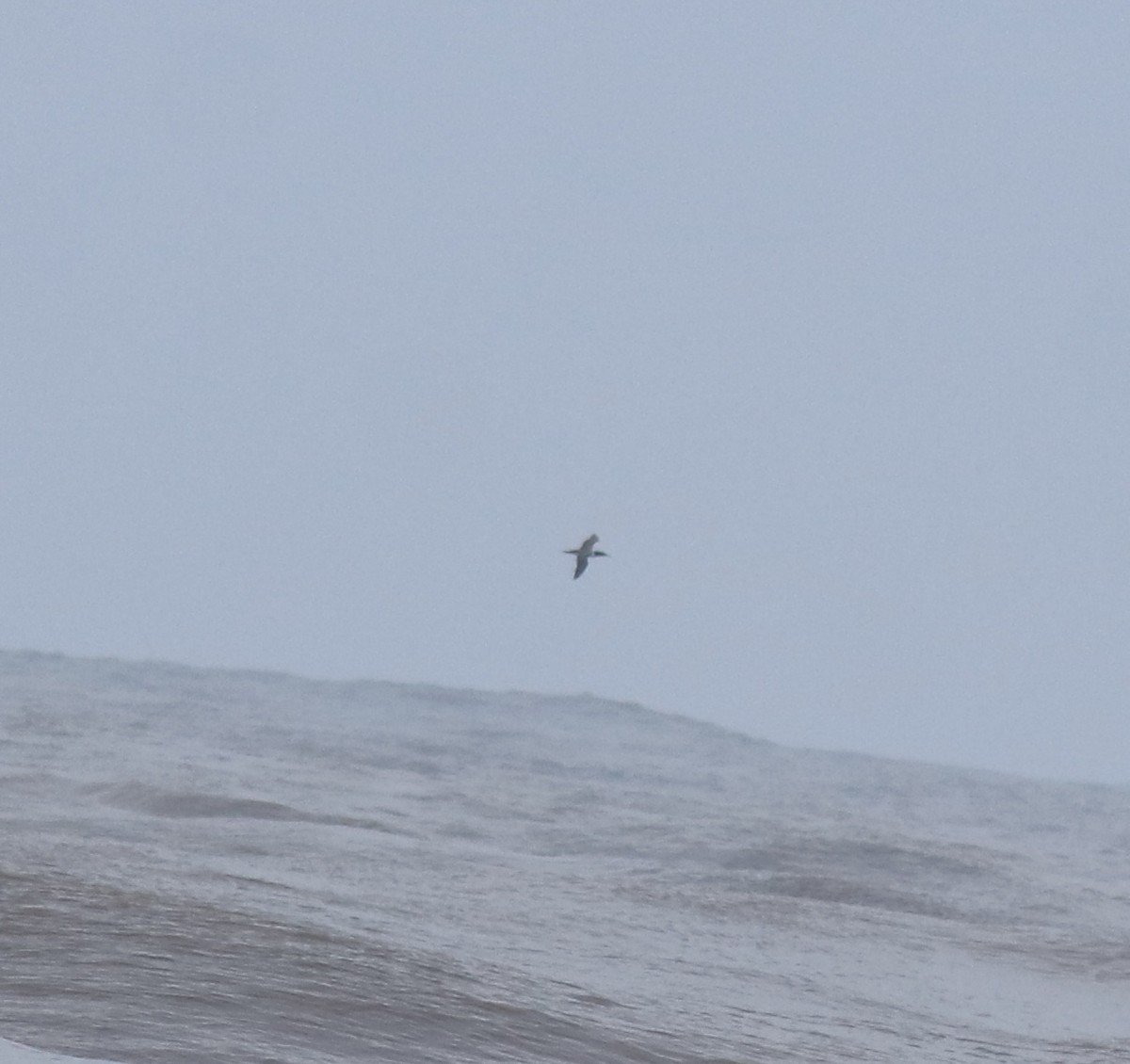 Zanga maskaraduna - ML644690094