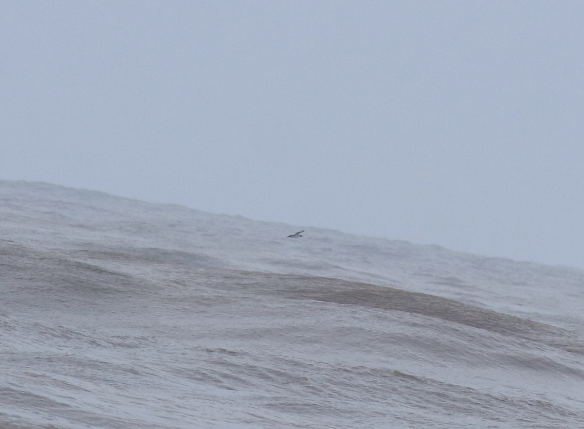 Zanga maskaraduna - ML644690095