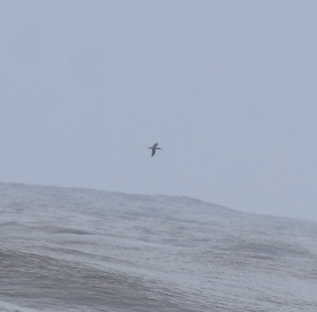 Zanga maskaraduna - ML644690096