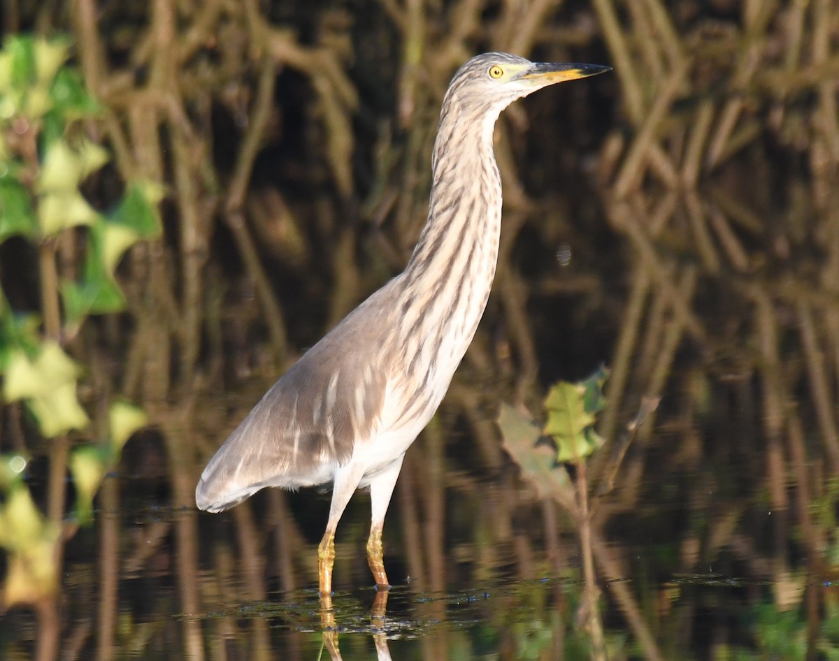 Indian Pond-Heron - ML644690098