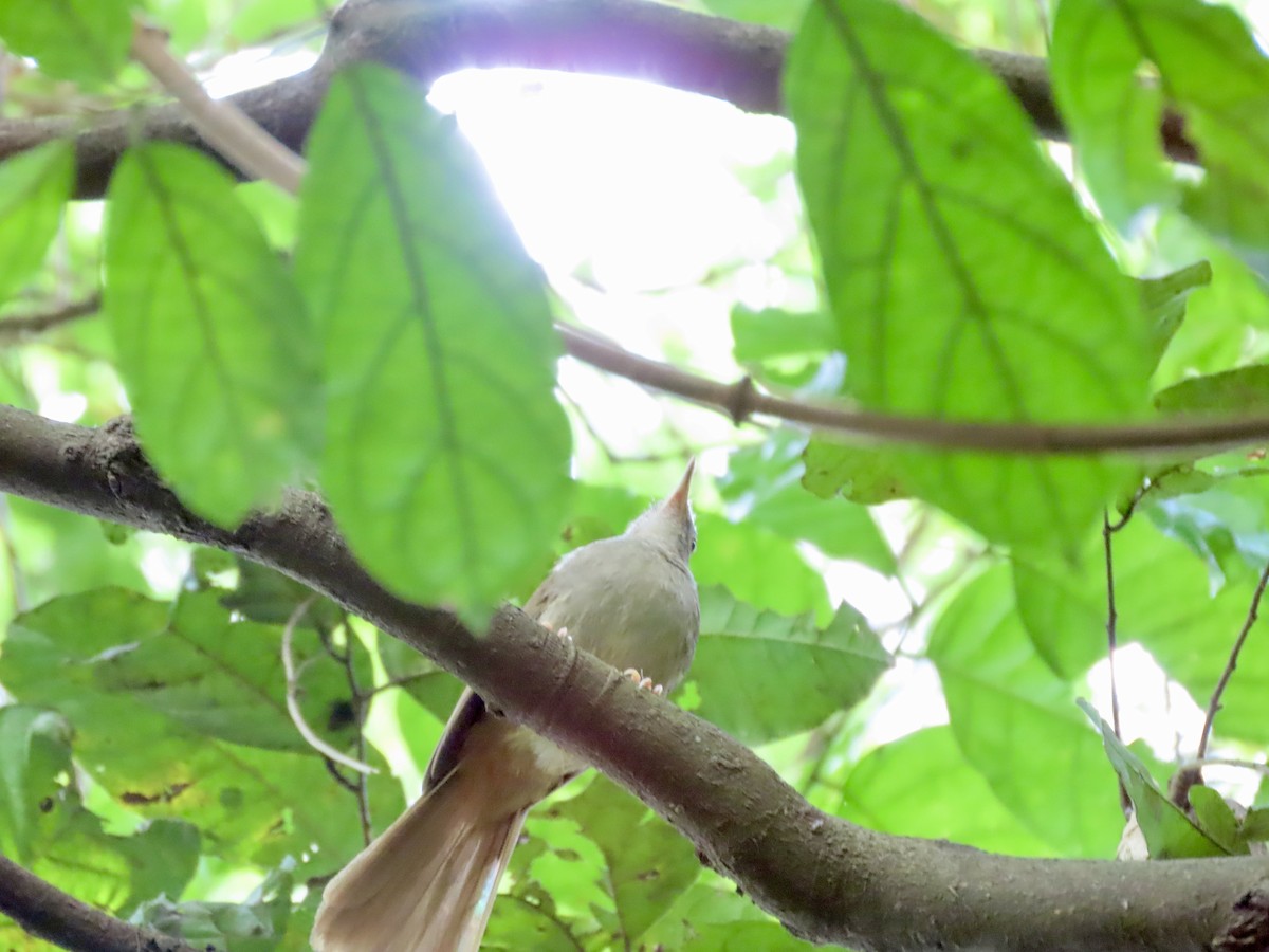 Olive-headed Greenbul - ML644690099