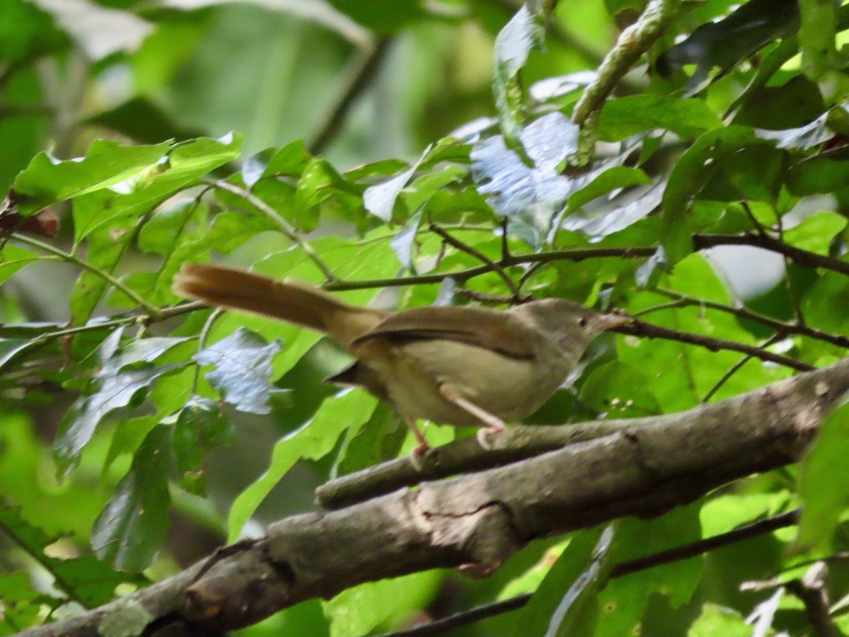 Olive-headed Greenbul - ML644690100