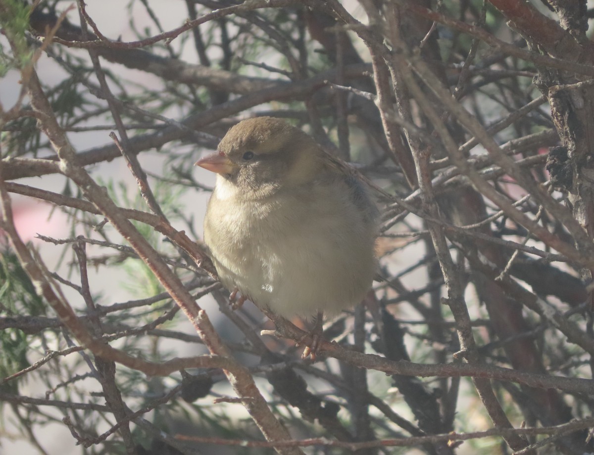 Etxe-txolarrea - ML644690102