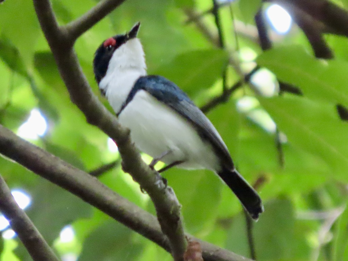 Black-throated Wattle-eye - ML644690103