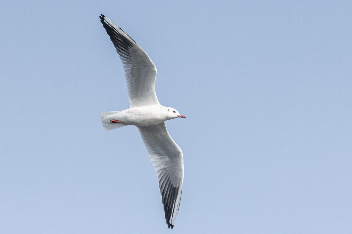 Antxeta mokogorria - ML644690104