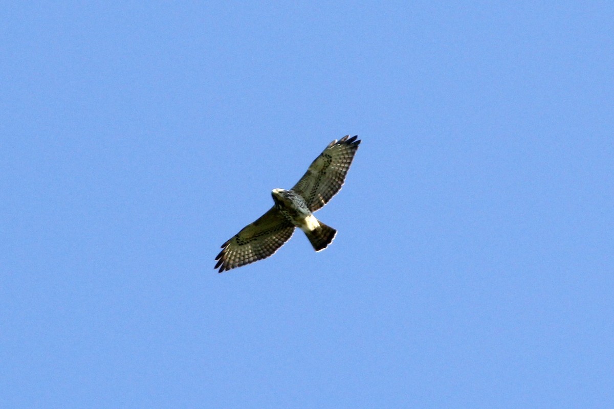 Broad-winged Hawk - ML644690106