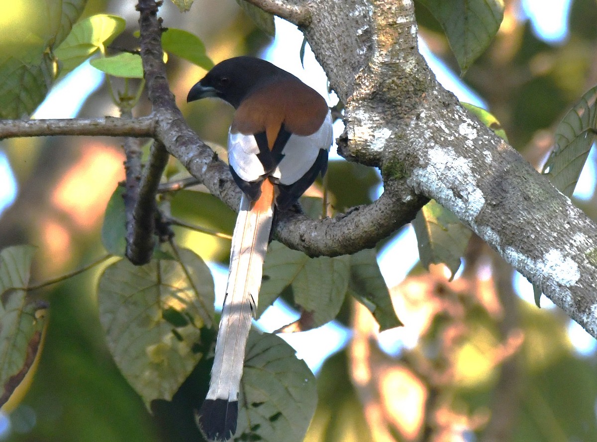 Rufous Treepie - ML644690108