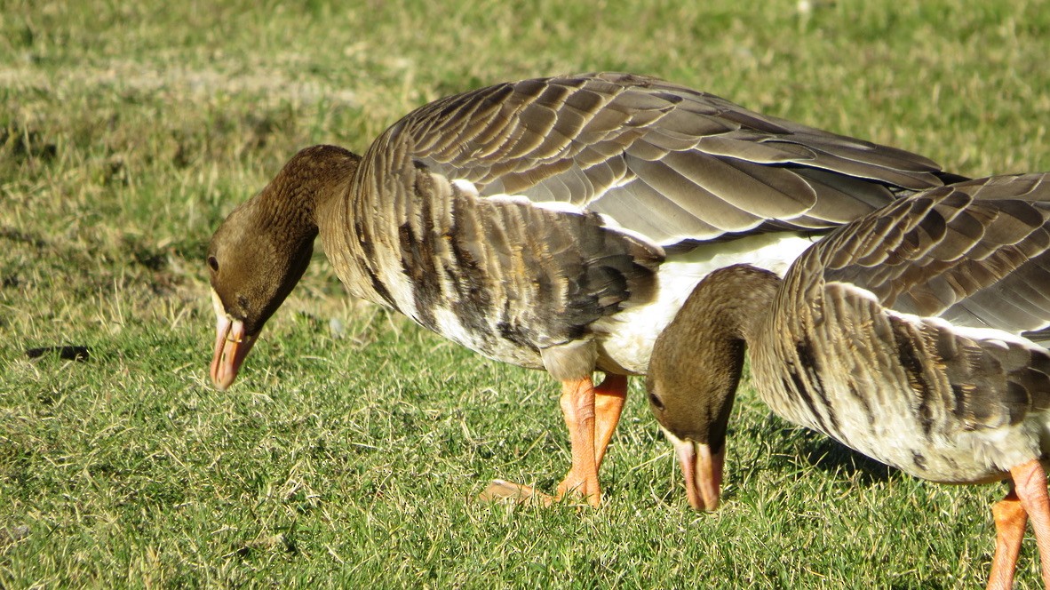 Antzara muturzuria - ML644690110