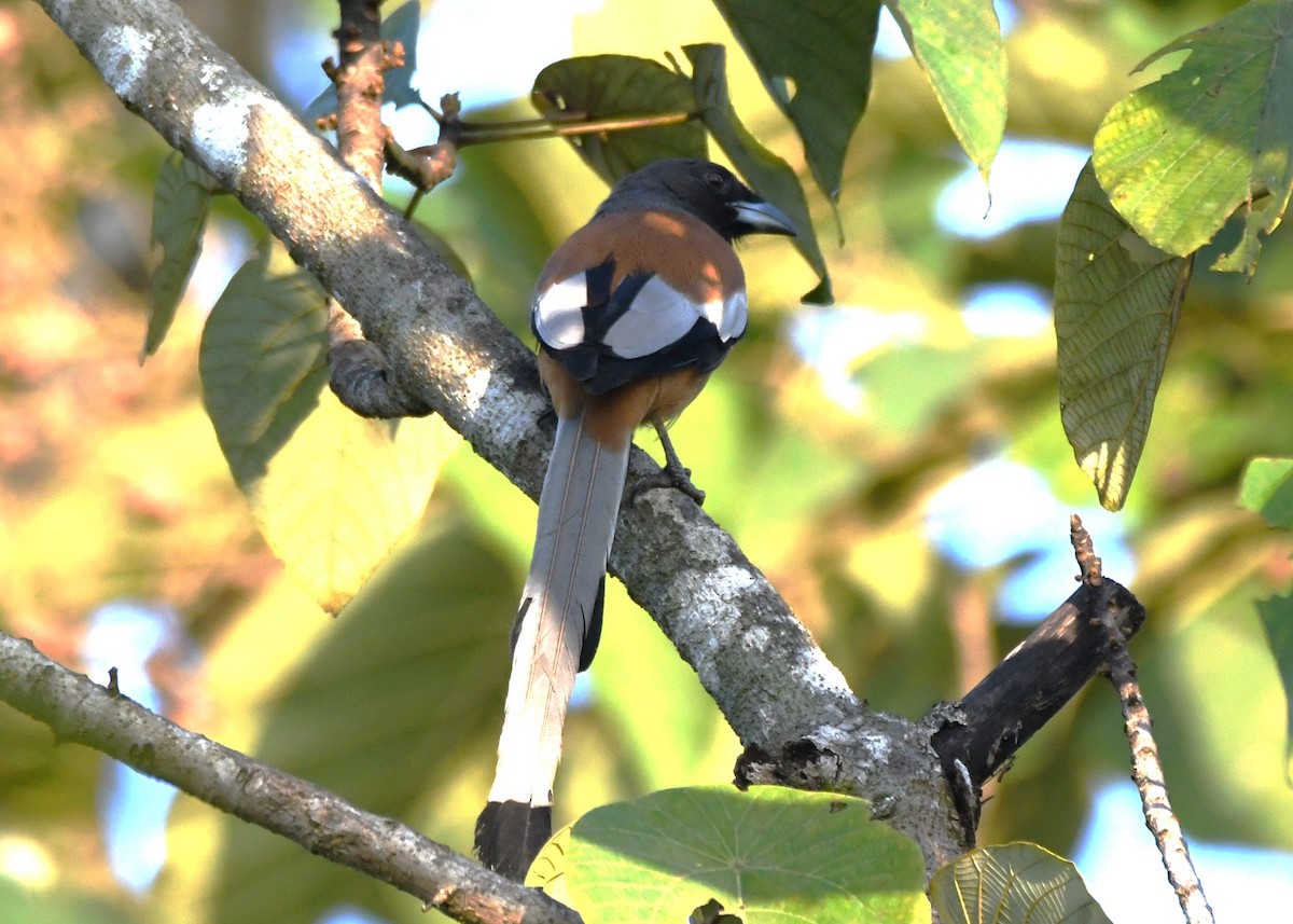 Rufous Treepie - ML644690111