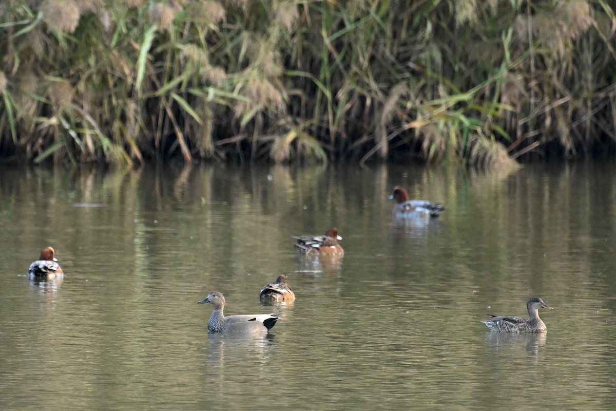 Canard chipeau - ML644690119