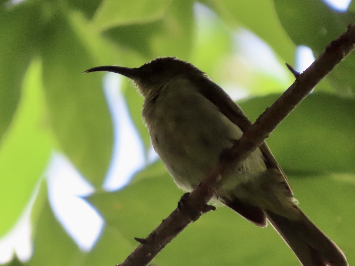 Olive Sunbird - ML644690120