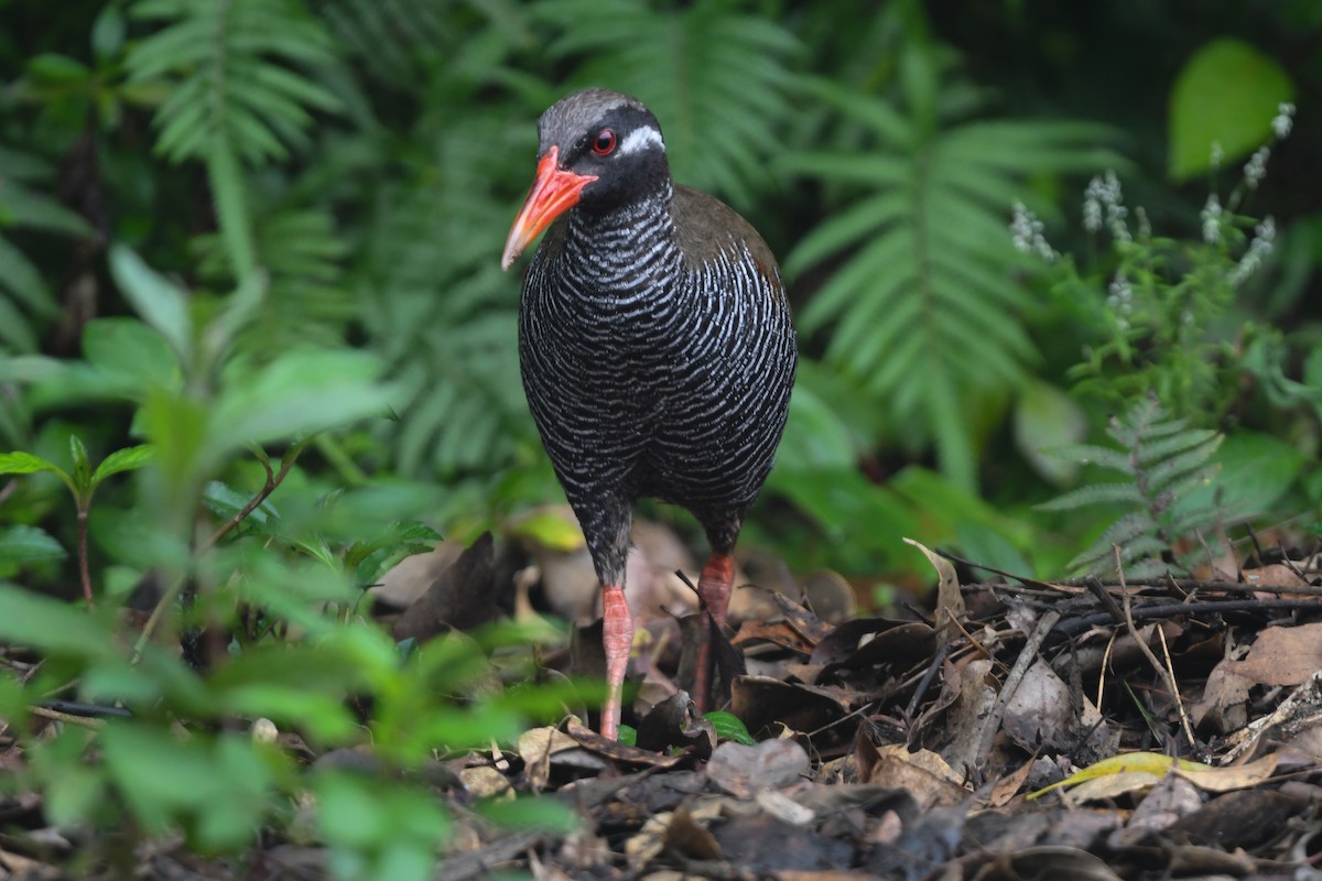 Okinawa Rail - ML644690122