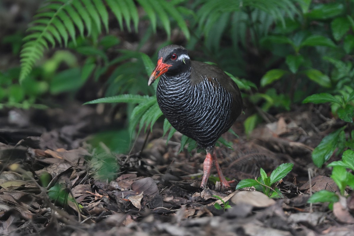 Okinawa Rail - ML644690123