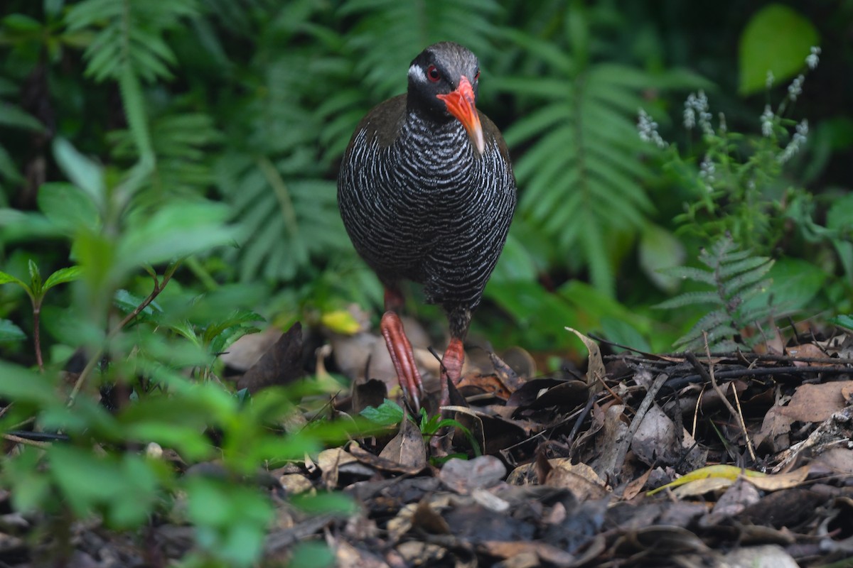 Okinawa Rail - ML644690124