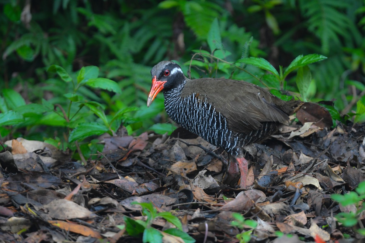 Okinawa Rail - ML644690125