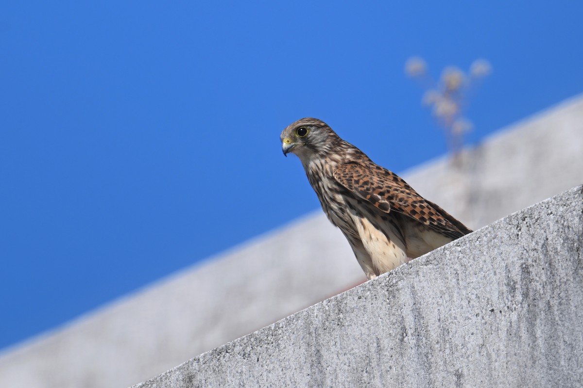 Belatz gorria - ML644690126