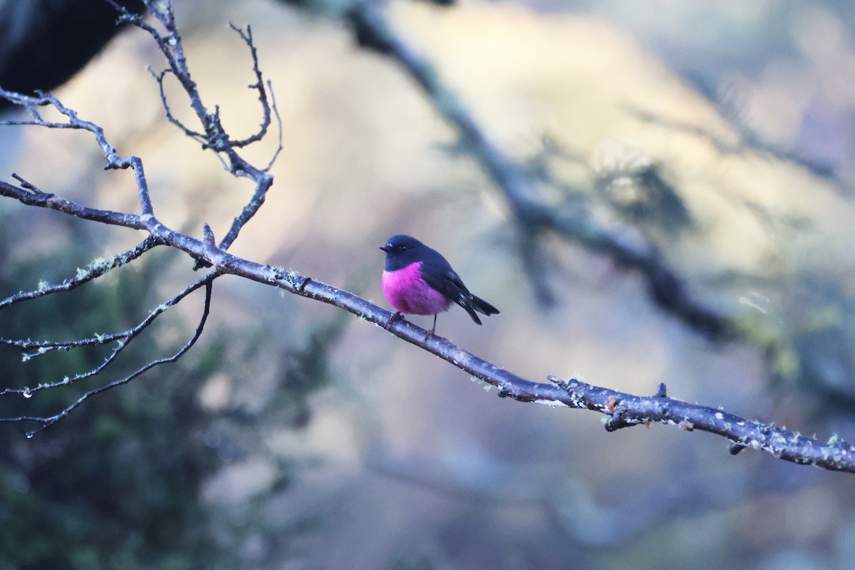 Pink Robin - ML644690127