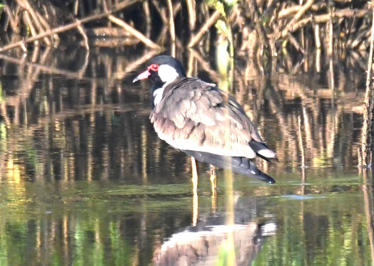 Hegabera musugorria - ML644690129