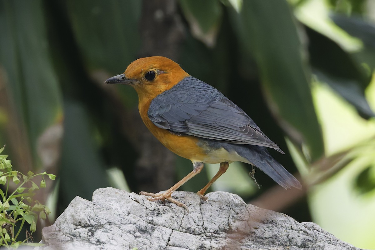 Orange-headed Thrush - ML644690130