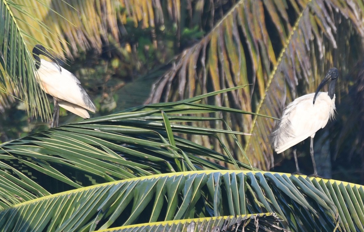 Ibis burubeltza - ML644690135