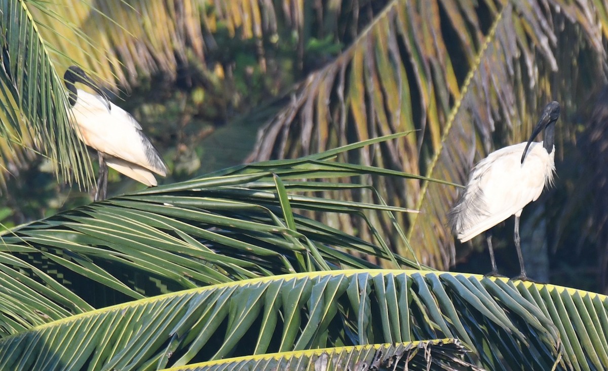 Ibis burubeltza - ML644690136