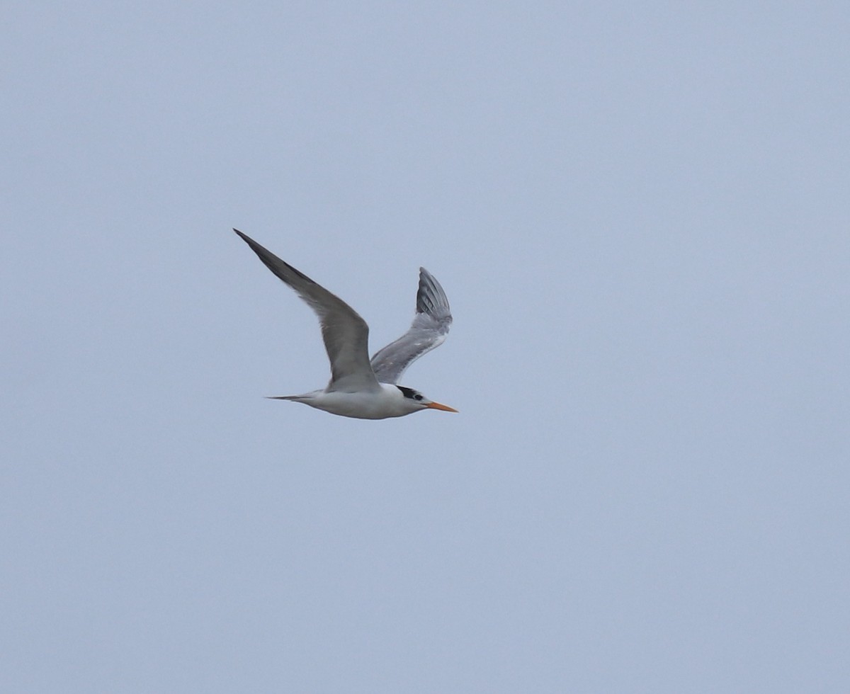 Bengalako txenada - ML644690140