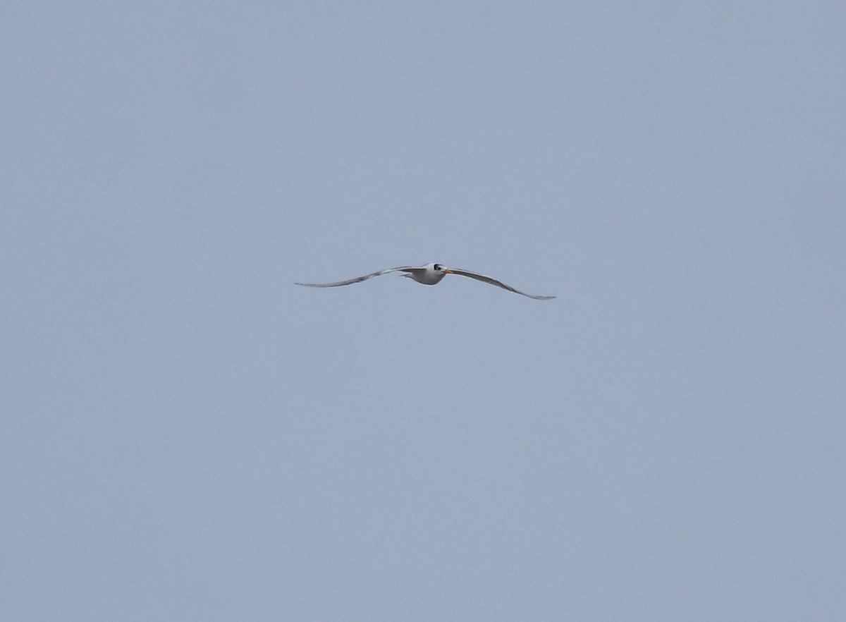 Bengalako txenada - ML644690141