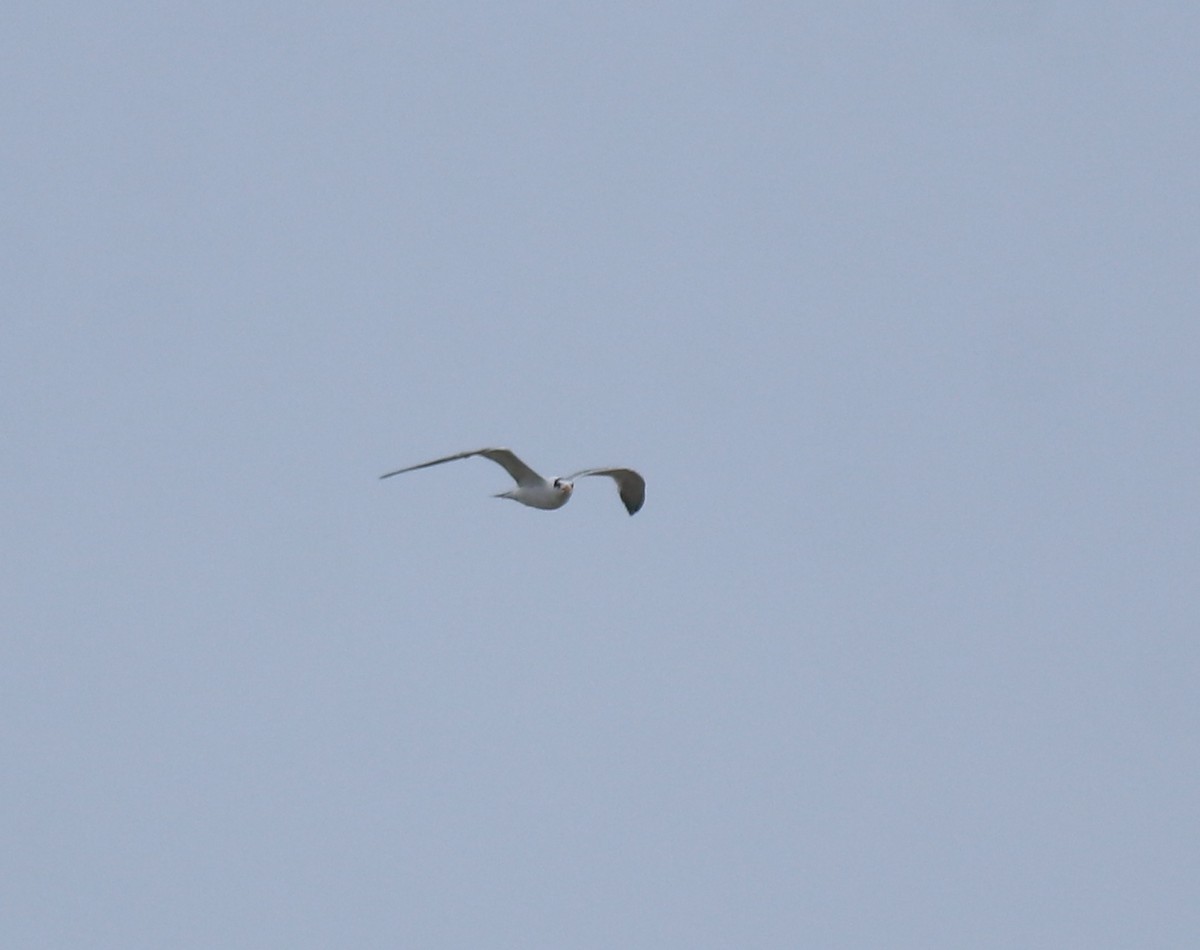 Bengalako txenada - ML644690146