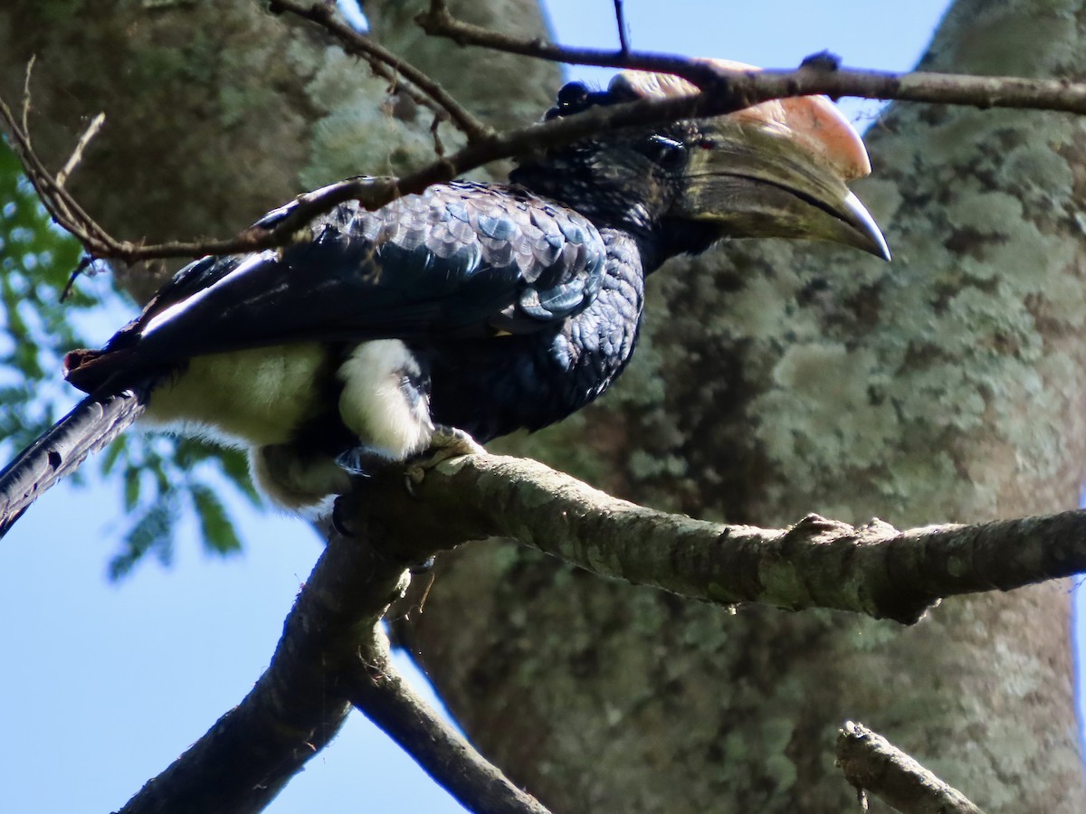 Silvery-cheeked Hornbill - ML644690148