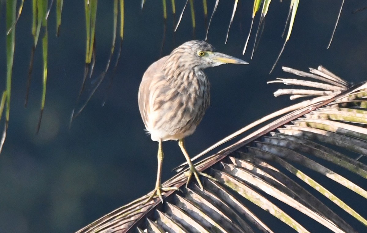 Indian Pond-Heron - ML644690149