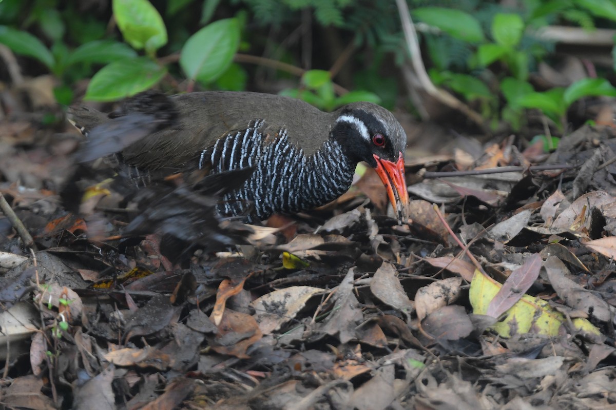 Okinawa Rail - ML644690152