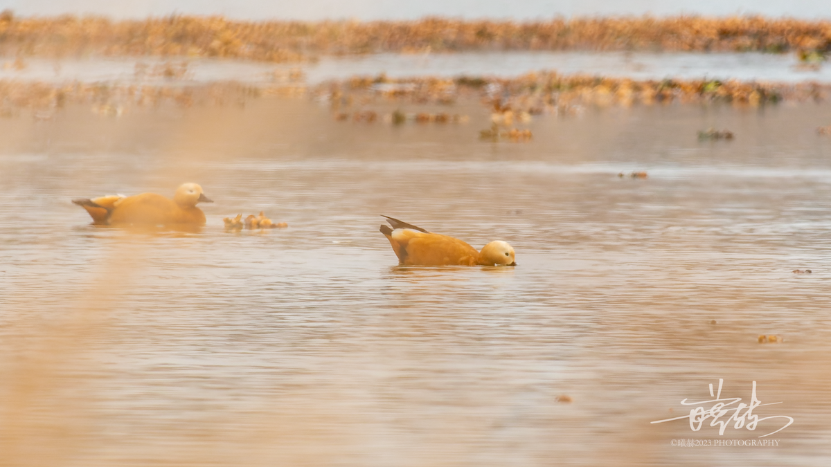 Paita gorrizta - ML644690153