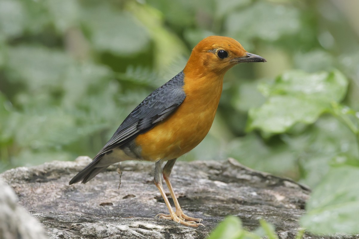 Orange-headed Thrush - ML644690154