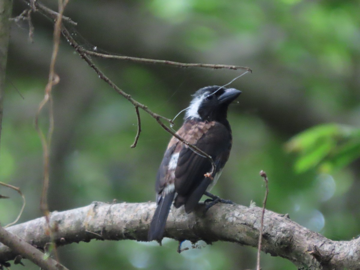 White-eared Barbet - ML644690158