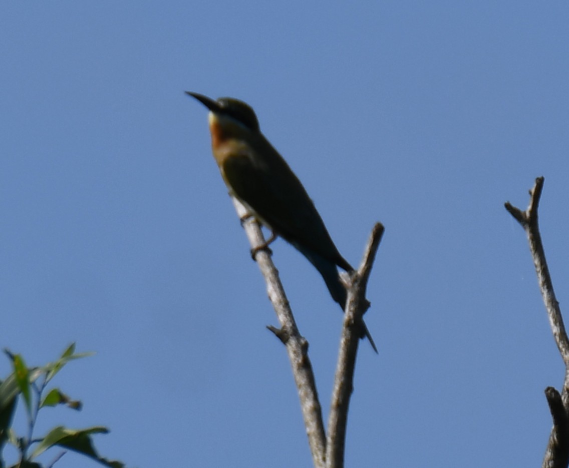 Blue-tailed Bee-eater - ML644690161