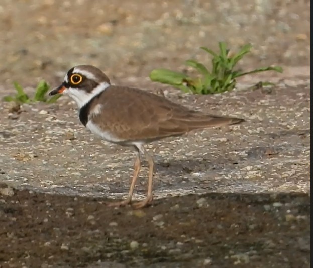 dverglo - ML644690162