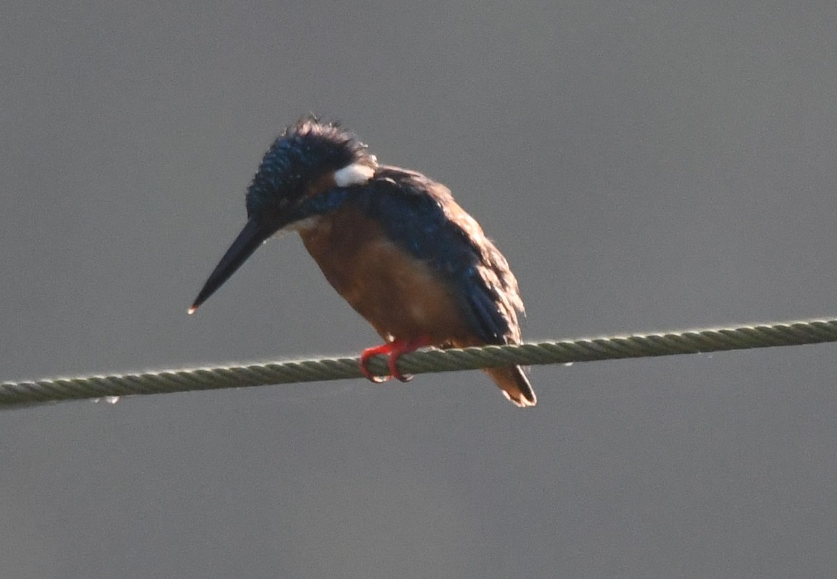 isfugl - ML644690163