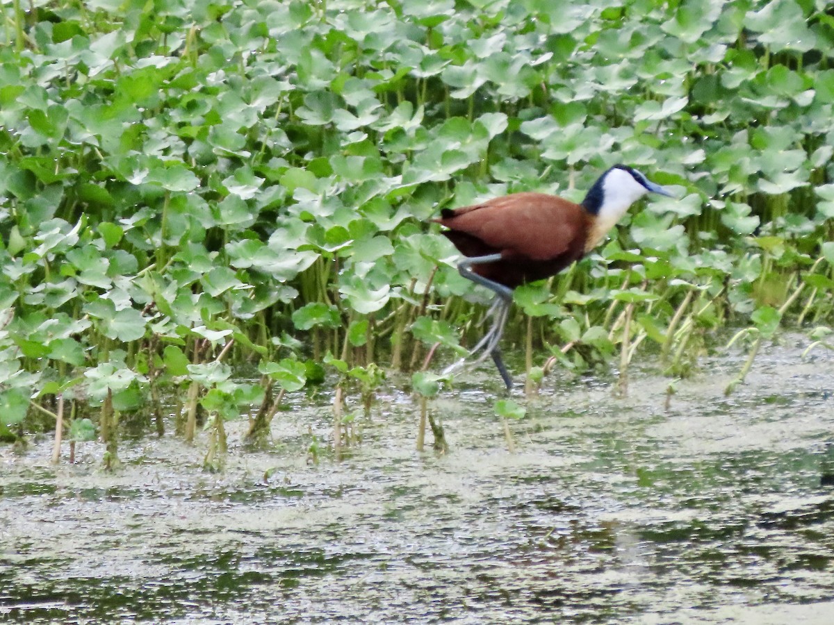 Jacana à poitrine dorée - ML644690164