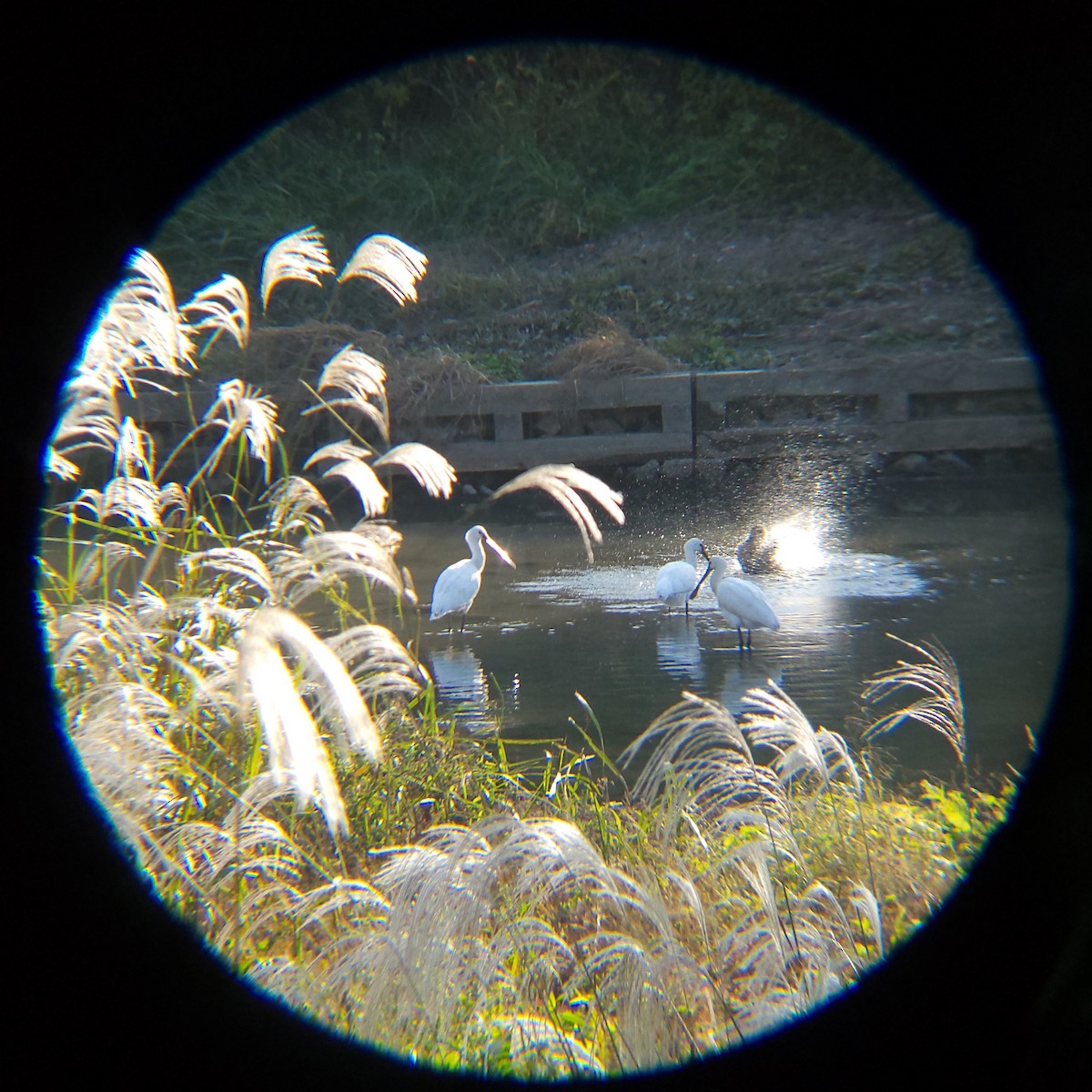 Spatule blanche - ML644690166