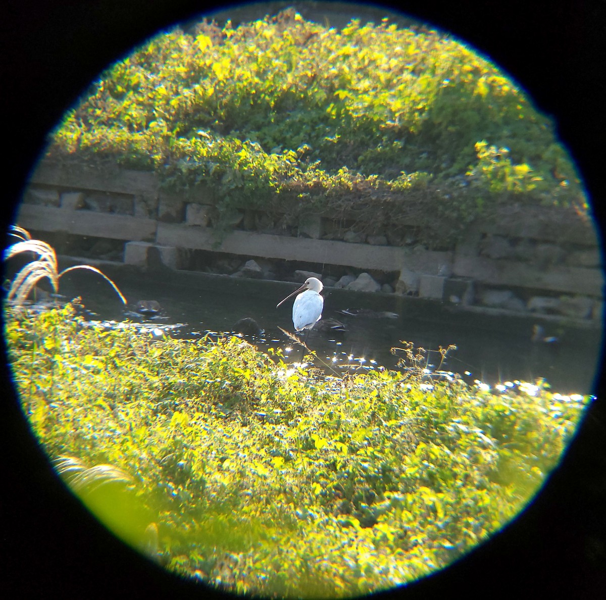 Spatule blanche - ML644690169