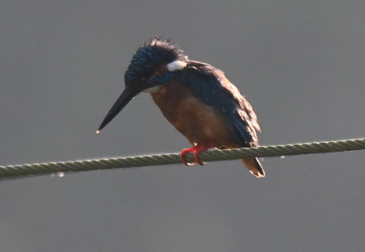 Martin-pêcheur d'Europe - ML644690170