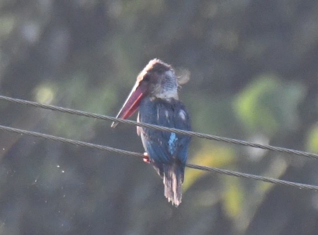 Martin-chasseur gurial - ML644690171