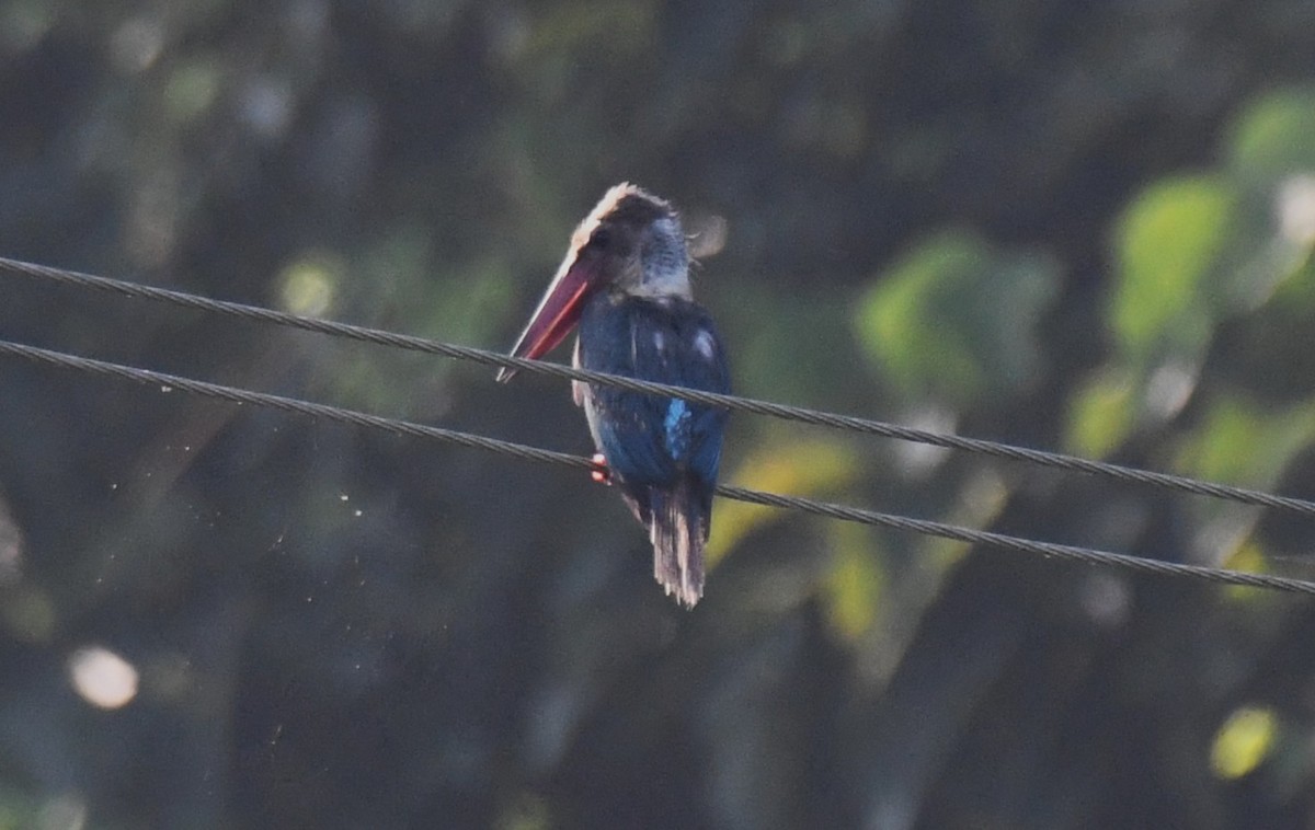 Martin-chasseur gurial - ML644690172