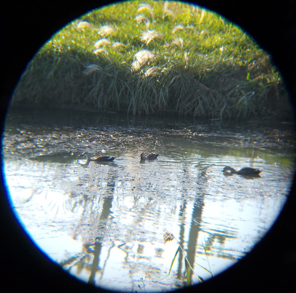 Canard de Chine - ML644690175