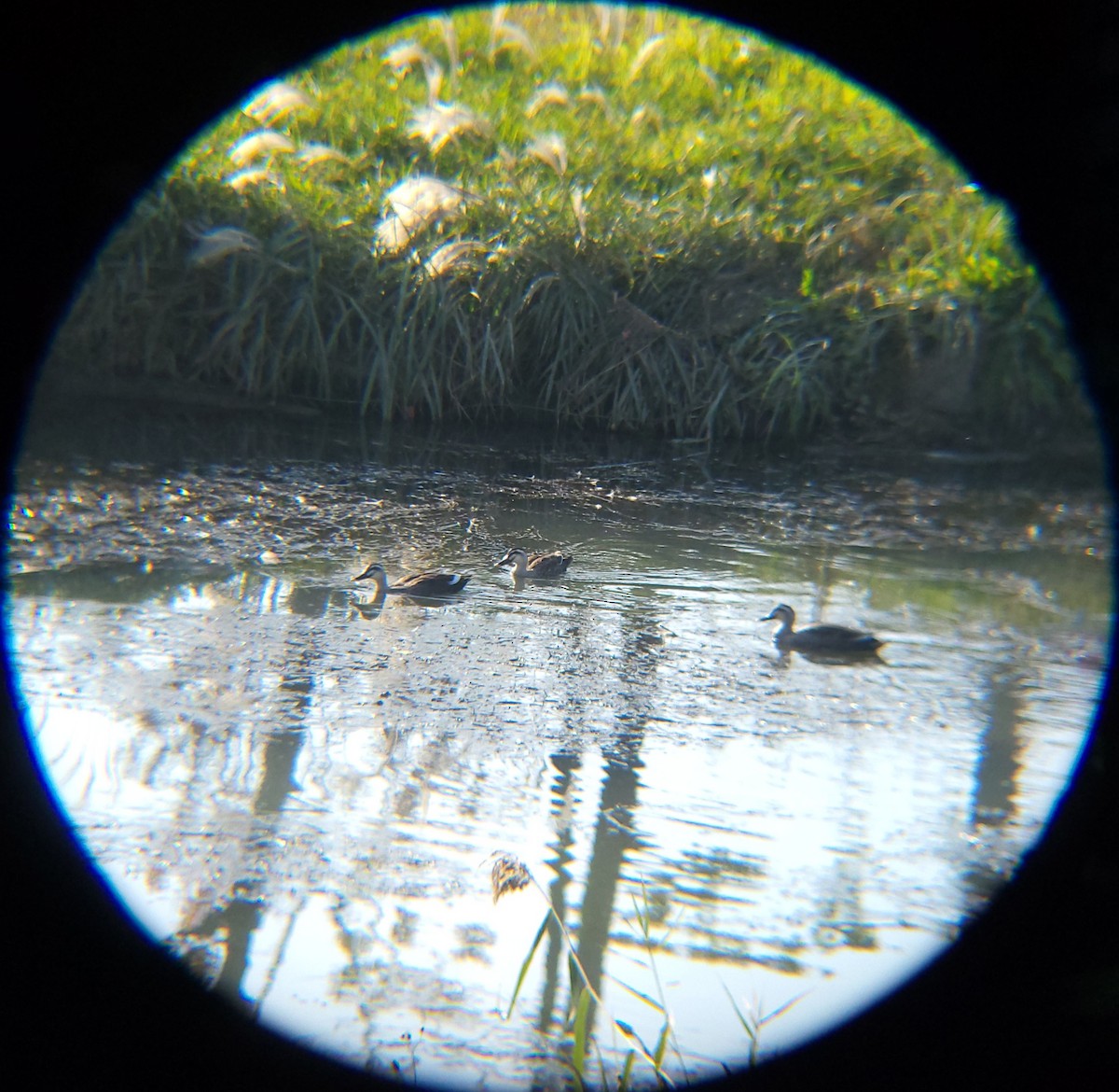 Canard de Chine - ML644690176