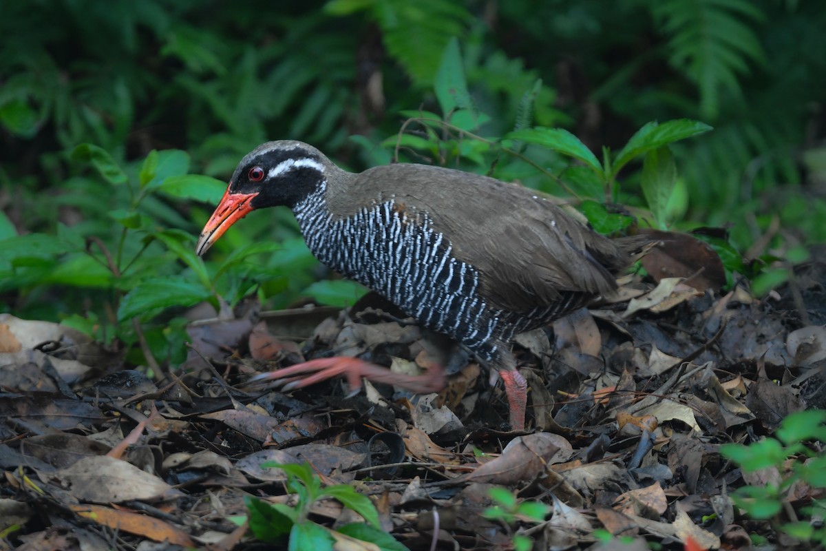 Râle d'Okinawa - ML644690179