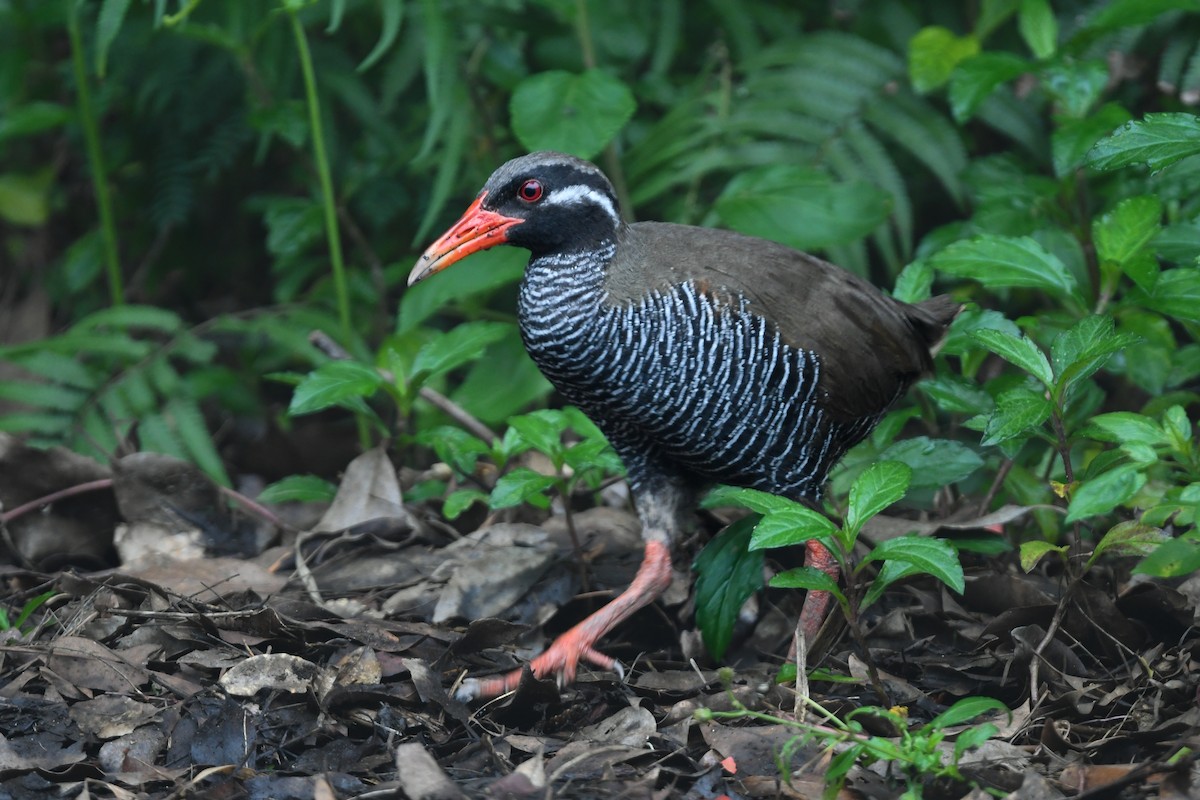Râle d'Okinawa - ML644690181